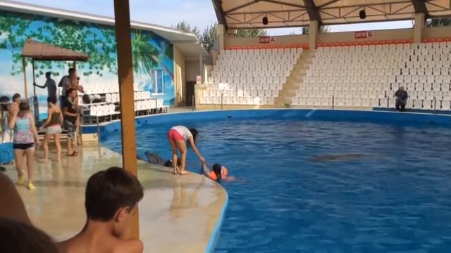 Дельфины привет!  Я купаться.