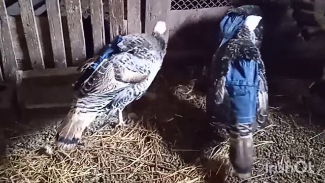 Спасаем птицу. Что делать если птица упала на ноги? What should I do if a bird falls on its feet?