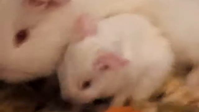 0076b05b9c357bf1e0c90fca29a54ac8