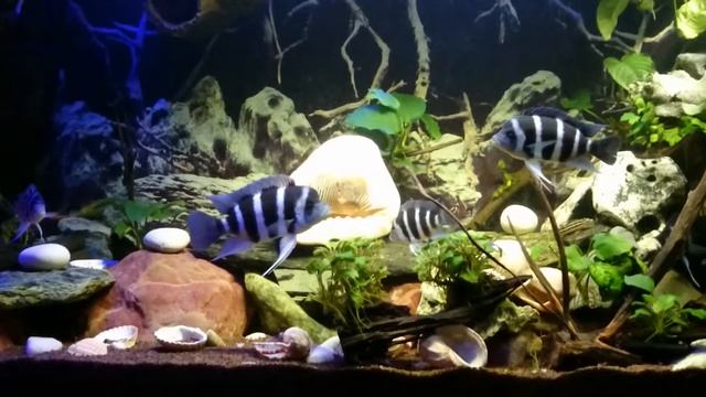 Мои Фронтозы!