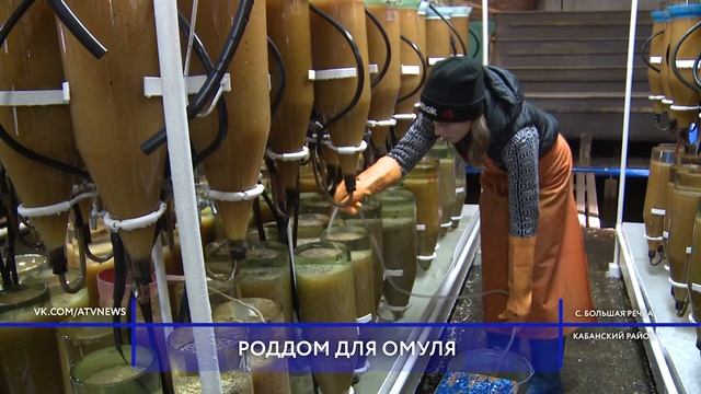 Роддом для омуля в Кабанском районе