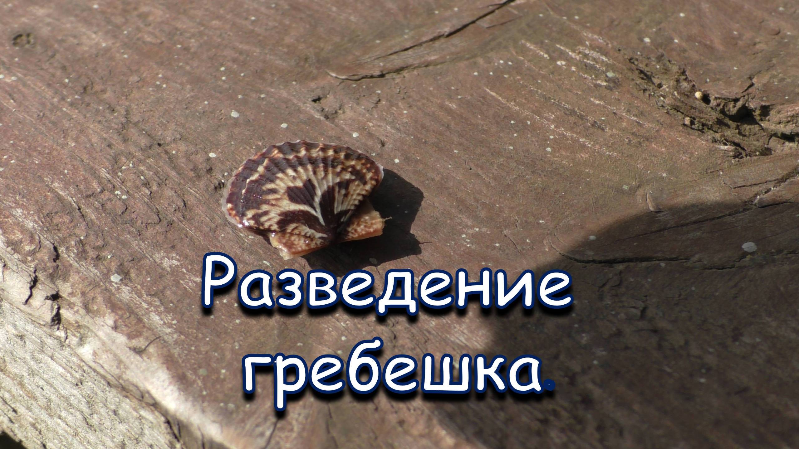 Разведение гребешка