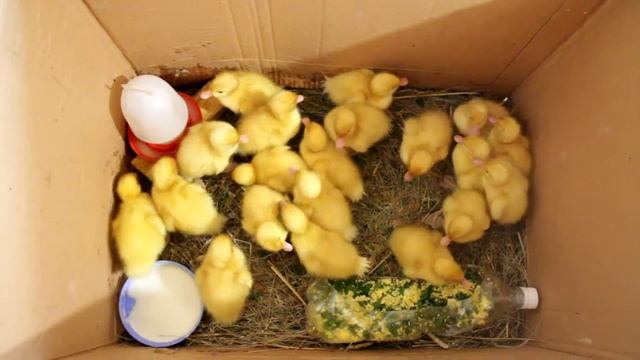 3-х дневные утята