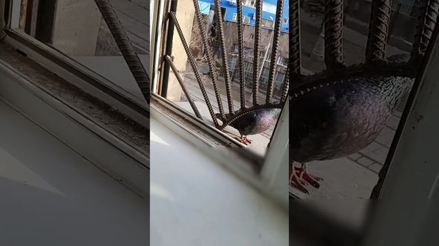 голубь-суицидник  #смех #смехдослез #чёрныйюмор #голубь #боря