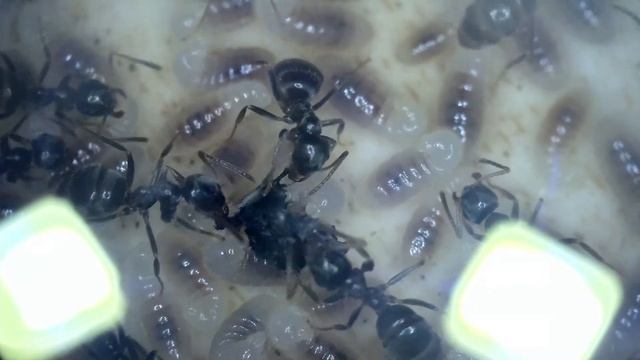 Lasius Niger, Larvae Feeding