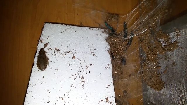 7211b2ce45b2f68b5374b7c205c0bf14