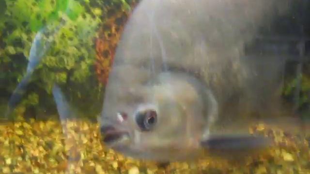 Supercharge Your Health With Immunity