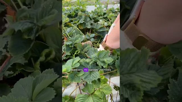 ВЫРЕЗАЛА НАФИГ ВСЮ КЛУБНИКУ! #клубника #клубникасекретыхорошихурожаев