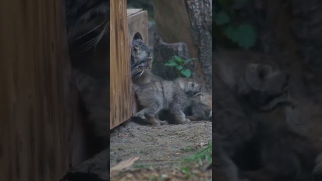 Манульчики #funny #манул #манулы #котики #любовь #красота