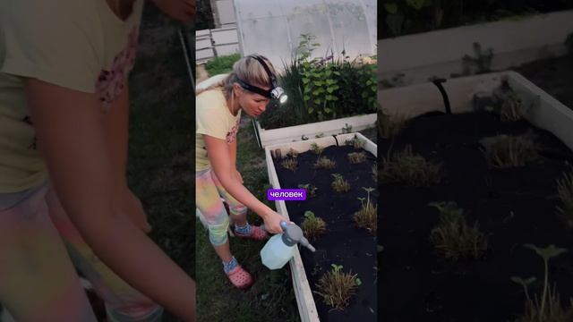 ОБРАБОТКА КЛУБНИКИ ОТ ВРЕДИТЕЛЕЙ #клубника #обработкаклубники #удобрение