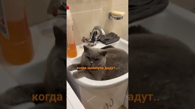залог чистоты...