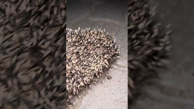 Ёж пришел за едой. Чем можно кормить ежа?