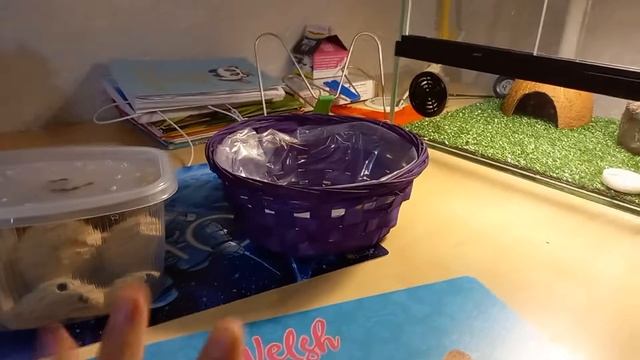 КАК СОДЕРЖАТЬ ЭУБЛЕФАРА И ВСЁ ЧТО НУЖНО ЗНАТЬ!