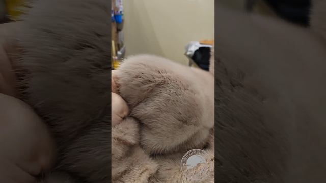 Норковая шуба. Приёмка в химчистку.