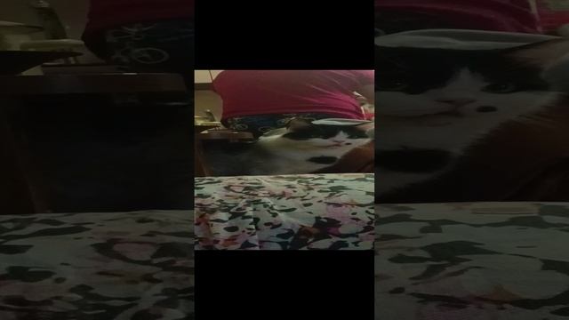 #чарли#облом#ням#кот