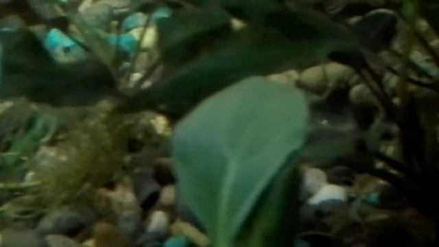 Мальки Фламинго . Прошло 10 дней