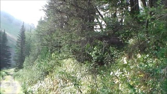 Восточный Казахстан: Австрийская дорога