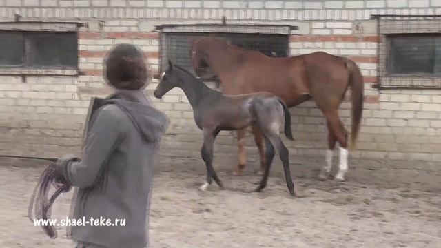Ayar Shael (Adair Shael - Yafit Shael), Akhalteke Colt, ахалтекинский жеребёнок