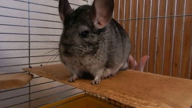 44c6031276d5351e1ae26944b3a9844a