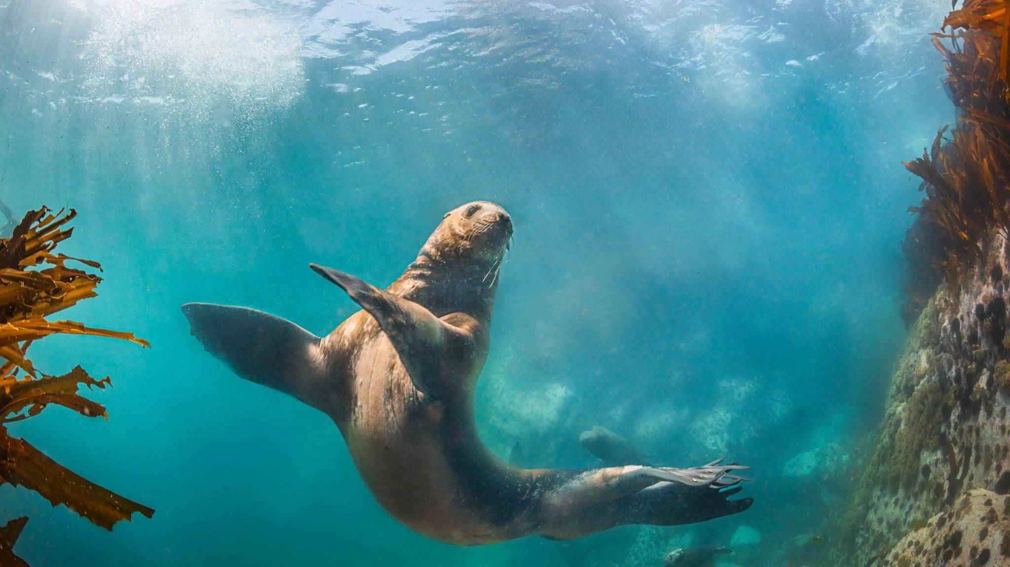 «Подводный мир Дж. Берда» Встретимся с ламантинами во Флориде