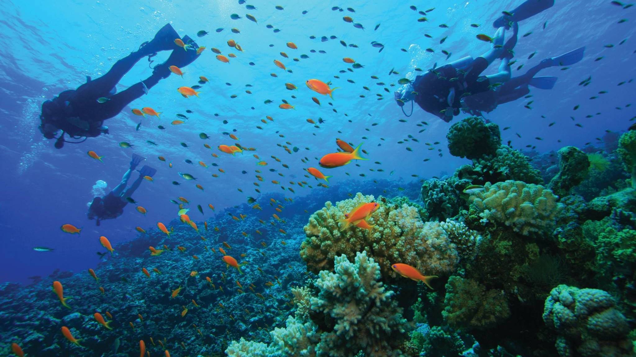 «Подводный мир Дж. Берда» Отправляемся в Египет и прокатимся на верблюдах и опустимся под воду