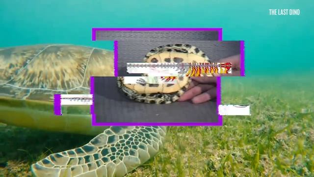 Реальная_Эволюция_Черепах._От_клюва_до_панциря