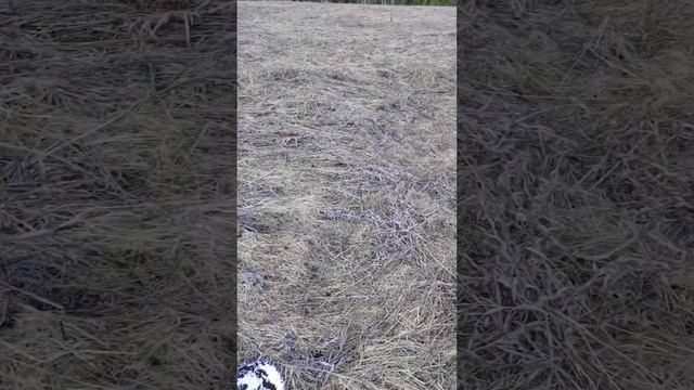 Поиск по ковру из прошлогодней травы