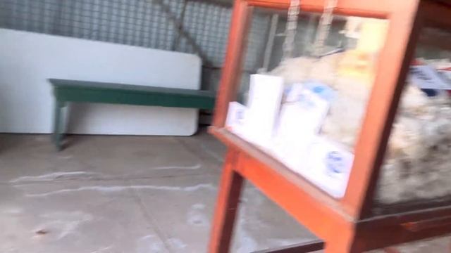 พาชมบรรยากาศ งานเทศกาลในชนบทเมืองเล็กๆของออสเตรเลีย Wee Waa NSW {MP:6}