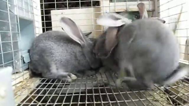 Кролики, возраст один месяц и две недели от роду