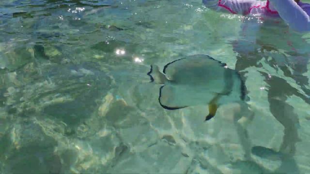 кормление рыб. Сейшеллы 2021