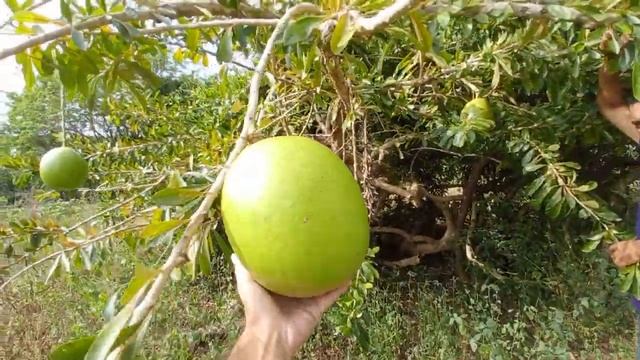 A499c4058b26ef4327c9c0f84056340f