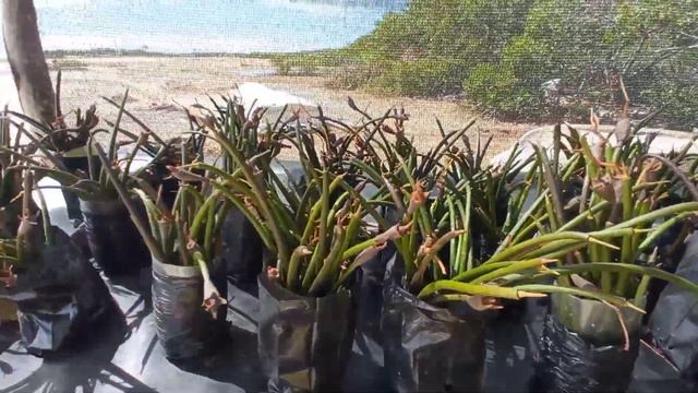 6a739665379a6077bb9f3668bc5ca781