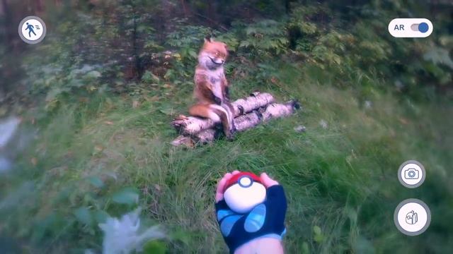 ПОКЕМОН   УПОРОТЫЙ ЛИС