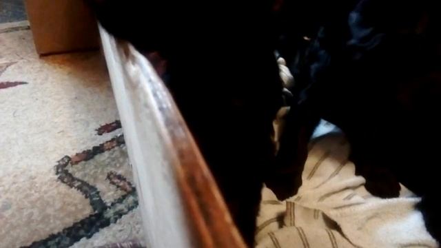 Детский сад маленьких ризенят. 21день. Помет -Х. Цирцеи и АР Зигзага Удачи. 21'02.23г. Севастополь