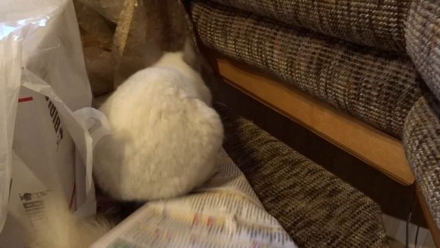 Упрямая шиншилла. часть. 2