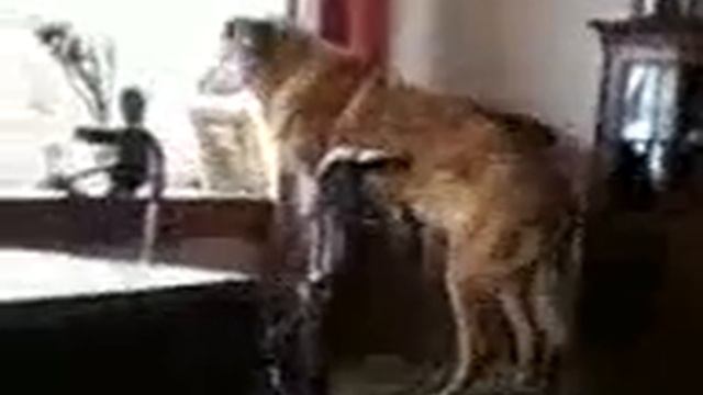 Holly Looking Out Window