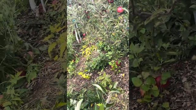 Apple Picking With My Family At Silver-man Form.. Dont Forget To Like And Subscribe