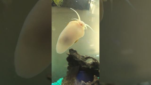 Golden Apple Snail