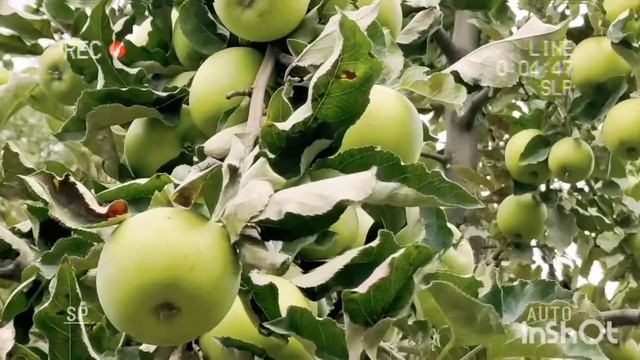 Apple World||Nature Photography||Best Apples||