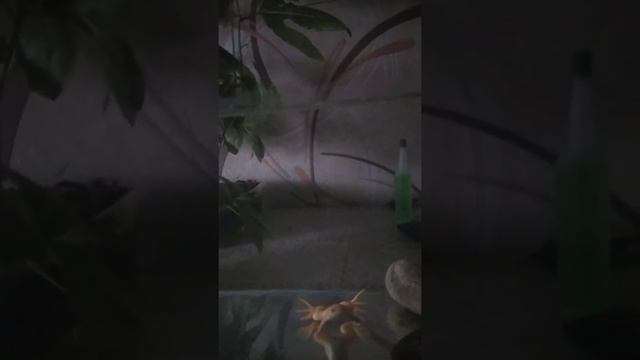 пение шпорцевая лягушка #лягушки #шпорцеваялягушкапение #шпорцеваялягушка