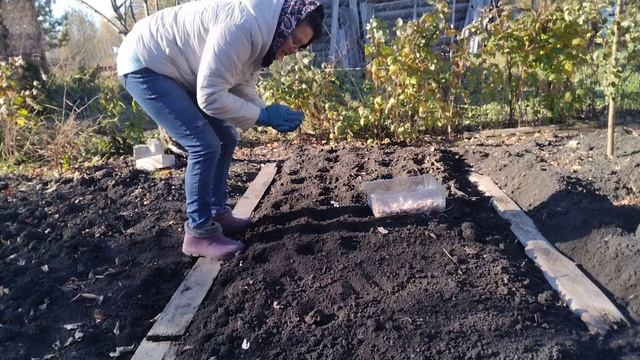 Последние осенние посадки/ Психология конфликта (часть 1)/Детокс почек😅