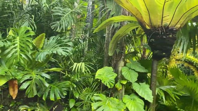 Cinematic & Poetic Videos By IPhone 11 Pro Max DJI Osmo Mobile 3 & DJI Mimo App