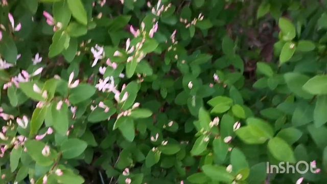Apple Blossoms I Planted These Trees From Seed 10 Years Ago