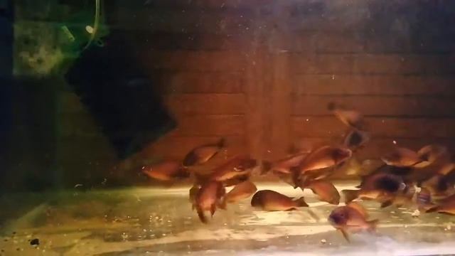 Трофеус молиро (Tropheus Moorii 