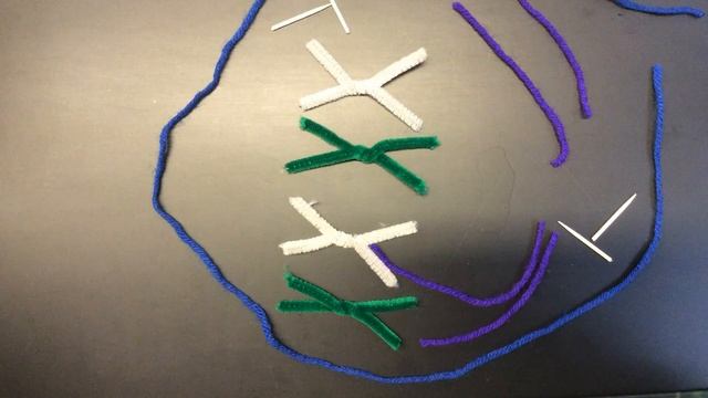 Mitosis (we Forgot The Centromeres)
