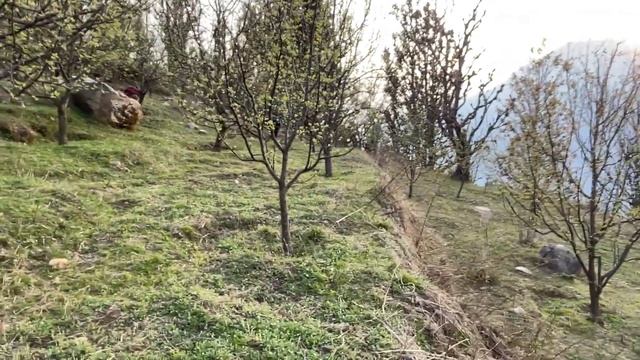 Apple Tree Flowers😍