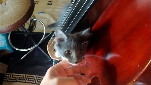 David Tyberg- Sound Of Rain (for Mac)