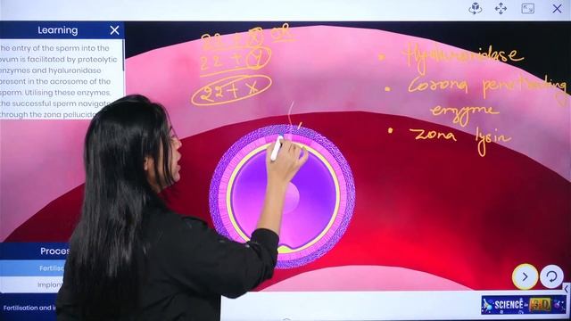 Fertilization And Implantation 3D Animation Video | By Isha Sharma