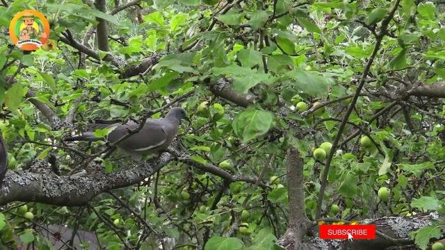 Amazing Apple Garden || Agricultural Technology