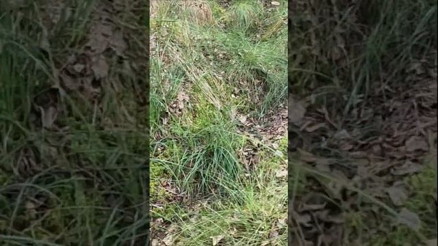 Грибы Подмосковье июль 2023